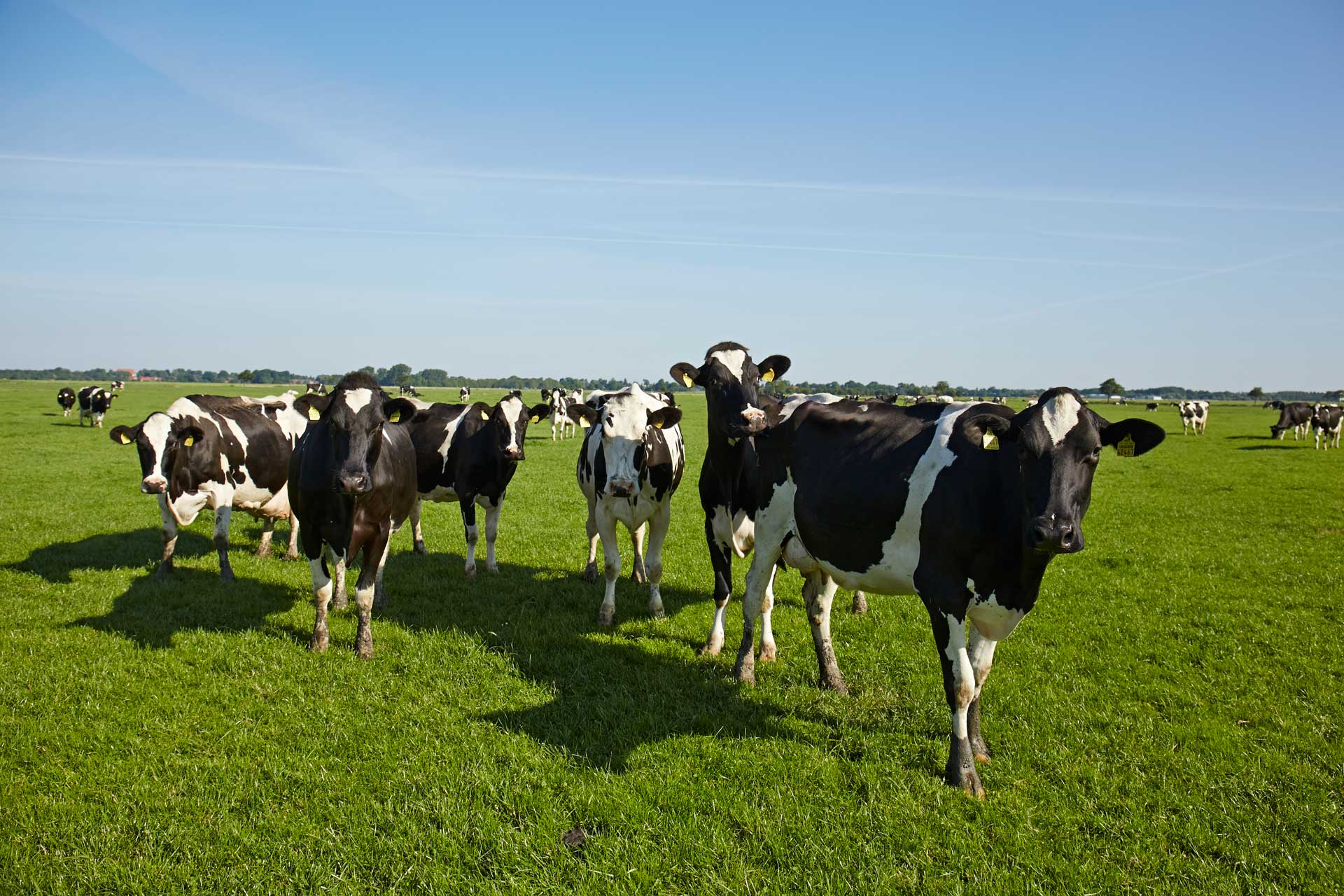 Schwarzbunte Milchkühe stehen auf einer grünen Weide unter blauem Himmel
